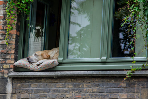 A dog in a window.