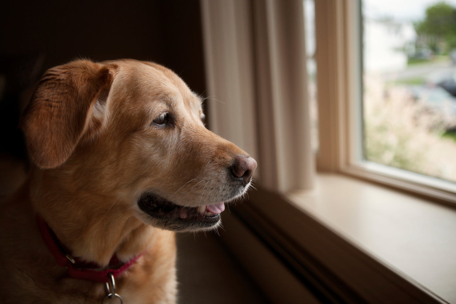 Smart Pet Security (Because They’re Family, Too)