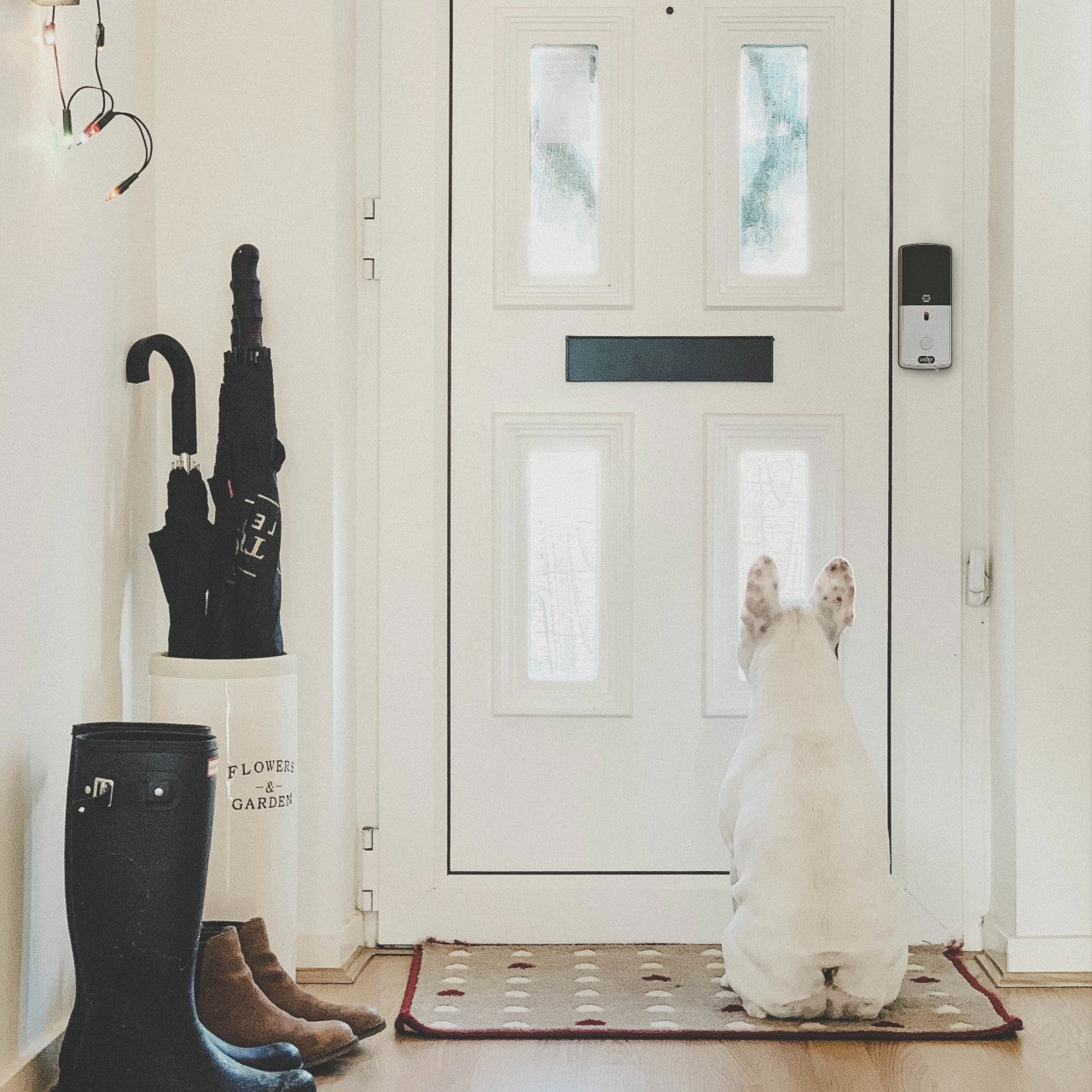 Dog watching over front door with childproof smart lock on the door